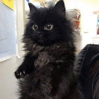 Кристина