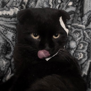 ᴋɪʀᴇɪ