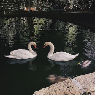 ʏıʟᴅıᴢʟᴀʀ