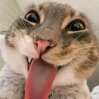 Sanji