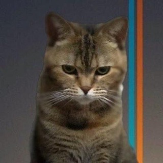 Beancat on Arc