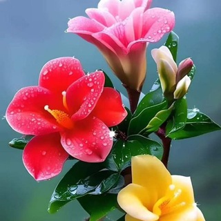 شاعرانه های کویرسبز