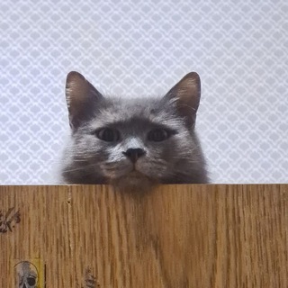 Расул (Forrest)