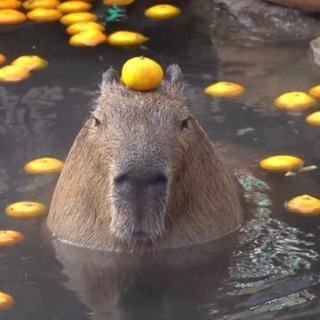 Капибара