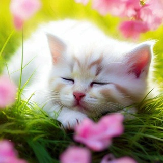 Cats Metropolis - Daily Cats Wallpaper & Pictures