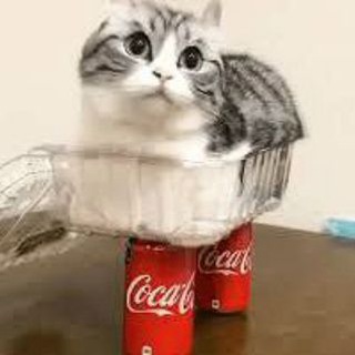 Чатик по бб