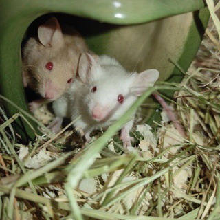 Розплідник мишей 🐭