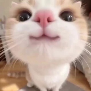 𝗕𝗜𝗡 𝗕𝗜𝗡