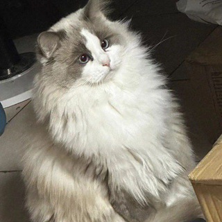 鲁比莎拉