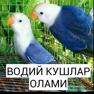 ВОДИЙ КУШЛАР ОЛАМИ