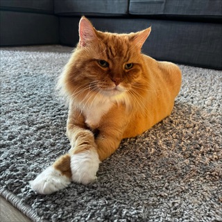 $PERSIK Memes 🐈