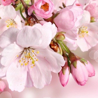 @YulduzxonHabibullayeva_BOT