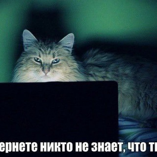 CatGeekBot