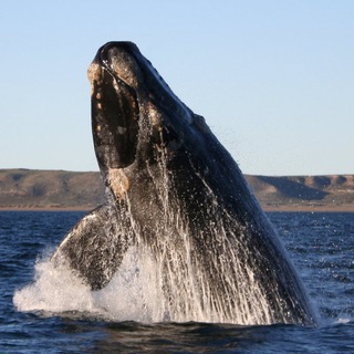 Crypto Whales Official Group