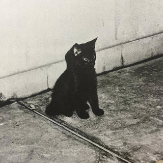фрэнк? | мерч