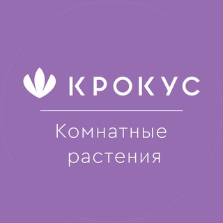 Комнатные растения Крокус