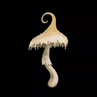 ✨🌿 HONGOS SAGRADOS 🌿✨ - 🍄 Psilocybe Cubensis 🍄