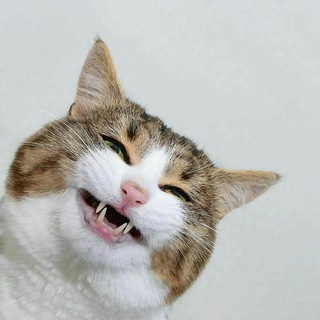🍂Stiker kucing lucu🍂