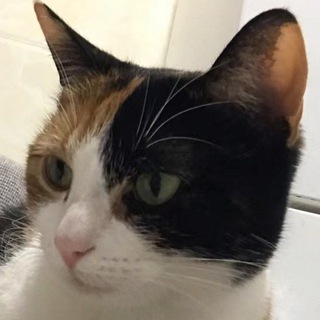 小丹
