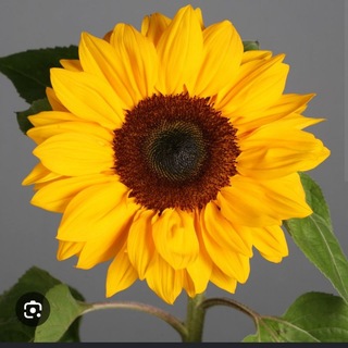 Yellow Lapagan GC 2