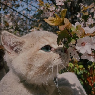 Карина