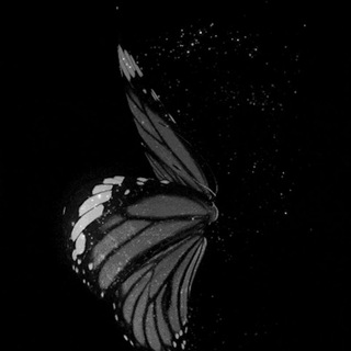 Chatbutterfly