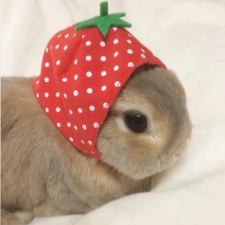リサ
