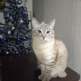 ката буб