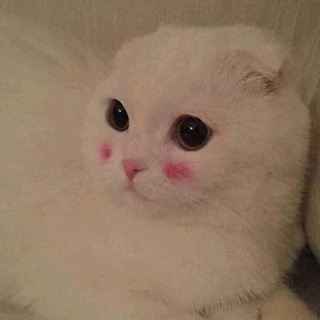 ميمز عظمة