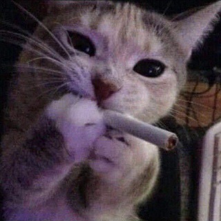 ♡Gato Series♡