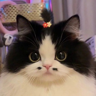 NC CATS 🐈chat
