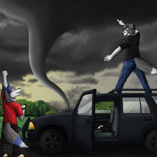 Furry storm watchers