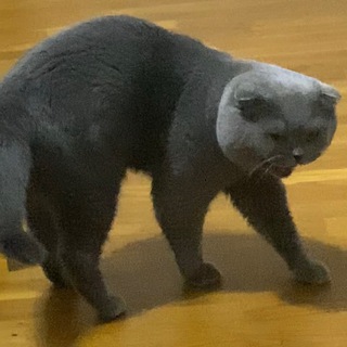 Little Shitten