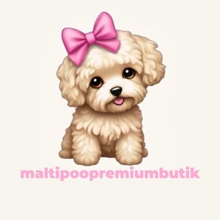 щенки мальтипу и той пудель | maltipoopremiumbutik