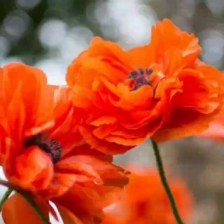 Mar_larin