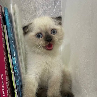 ONLY CATS (UZ)