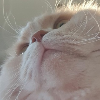 Marcel