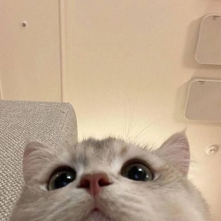даша