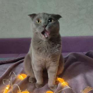 🐈🐈‍⬛🐈‍⬛