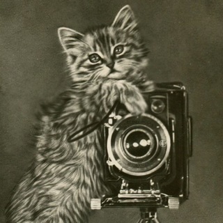 Котик с фотиком
