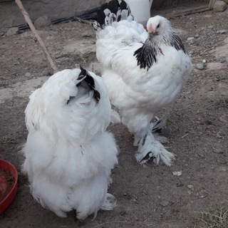 BRAMA TOZA PARRANDA