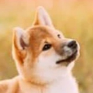 My Shiba Inu Binance
