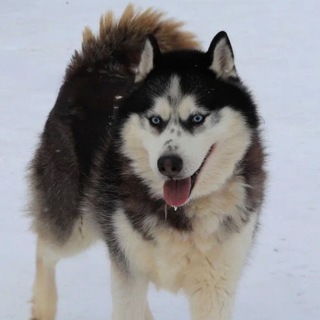Чат Хаски🐺