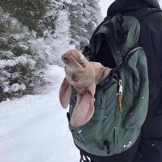 Your doggy dog🐕