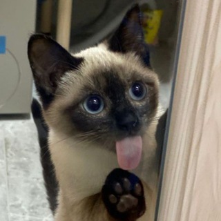 精选猫猫图Cat Lover