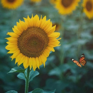 ◌⑅⃝●♡🌻 𝑮𝑼𝑵𝑬𝑩𝑨𝑿𝑨𝑵 🌻♡●⑅⃝◌