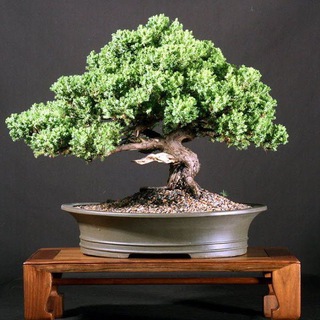 BONSAI - photo