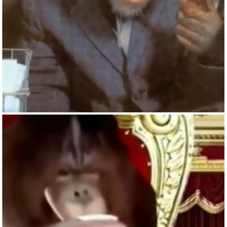 Monkey Video/Pictures