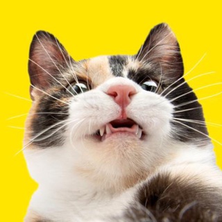 CAT POINT (тыгыдык онлайн🐾)