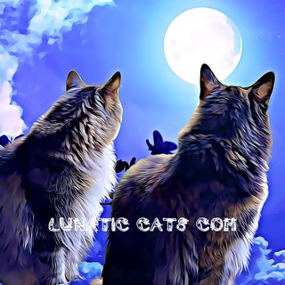 Lunatic-Cats Official Chat